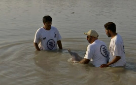 המחלצים מכניסים את הדולפין העיוור למים מתוקים (צילום: רויטרס)