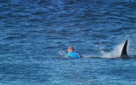 כריש שוחה אחרי גולש, אילוסטרציה (צילום: Getty images)