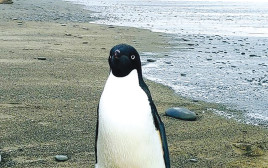 הפינגווין על חופי ניו זילנד (צילום: הארי סינג)