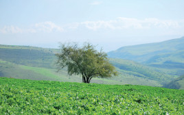 מסלול ההליכה בהר (צילום: הדר יהב)