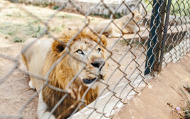 אריה בכלוב, אילוסטרציה (צילום: Getty images)