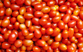 עגבניות שרי (אילוסטרציה) (צילום: אינגאימג')