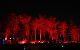 אירוע קק"ל ביער בן שמן  (צילום: חיים ורסנו, מערך הסברה קק"ל)
