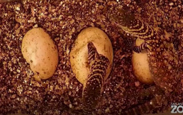 הדרקונים בוקעים מהביצה (צילום: רויטרס)