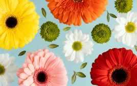 צבעי פרחים והמשמעות שלהם (צילום: FREEPIK)