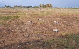 העגורים המתים באגמון החולה (צילום: קק"ל,אוריה שדה)