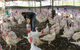 לול תרנגולות (צילום: עבד רחים כתיב)