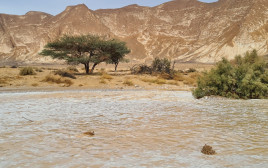 שיטפון בנחל פארן  (צילום: אלעזר ושירה פויכטונגר)