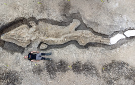 השלד המאובן הגדול של איכתיוזאור, שהתגלה בבריטניה (צילום: Anglian Water/Matthew Power Photography via REUTERS)