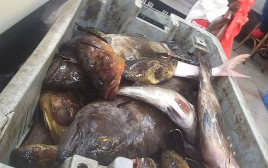 מכירת דגים מתחת לאורך המינימום, אפריל 2021 (צילום: צילום פרטי)
