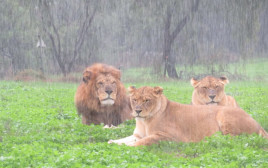 האריות בספארי נהנים מהגשם (צילום: מיכל לוי, ספארי רמת גן)