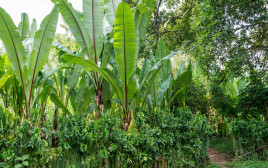 עצי הבננה המזויפת שיכולים לסייע במחסור המזון העולמי (צילום: Getty images)