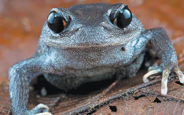 הצפרדע בעלת הראש הגדול שהתגלתה בבורמה (צילום: World Wildlife Fund)