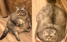 החתולה השמנה בעולם? (צילום: צילום מסך אינסטגרם)