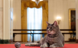 החתולה ווילו בבית הלבן (צילום: רויטרס)