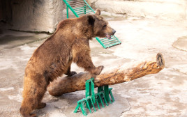 הדוב זוזו בגן החיות באוזבקיסטן (צילום: Tashkent Zoo)
