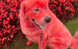דנדי הכלב האדום (צילום: צילום מסך טיקטוק)