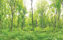 יער (צילום: אינג'אימג')