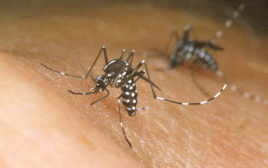 יתוש הנמר האסייתי (צילום: Getty images)