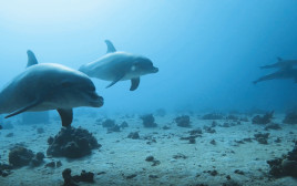 להקת הדולפינים במפרץ אילת (צילום: זיו רגב)