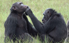 שימפנזים מעניקים זה לזה עזרה ראשונה (צילום:  Tobias Deschner / Ozouga)