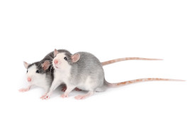 עכברים במעבדה (צילום: אינג'אימג')