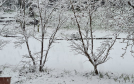 שלג במרום גולן (צילום: ערן גליק. באדיבות דוברות התנועה הקיבוצית)