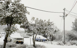 שלג ברמת הגולן (צילום: שוש שטרנברג)