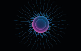 תאי זרע וביצית, אילוסטרציה (צילום: אינגאימג')