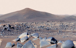 מאדים כפי שצולם ע"י הנחתת של נאס"א (צילום: NASA/JPL-Caltech/ASU/MSSS)