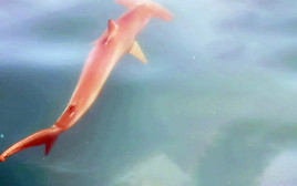 כריש פטיש בחופי הארץ (צילום: אביתר בן אבי, רשות הטבע והגנים)