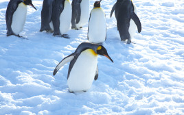 פינגווינים (צילום: אינג'אימג')
