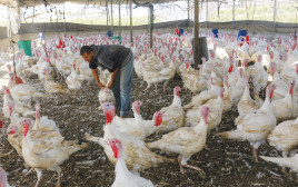 לול תרנגולות (צילום: עאבד רחים קטיב, פלאש 90)