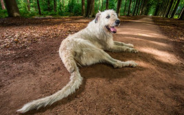 הכלב עם הזנב הכי ארוך בעולם (צילום: שיאי גינס)
