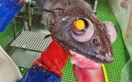 "דג מהגיהינום" שנמצא על ידי בלוגר מרוסיה, שחובב בעלי חיים תת-ימיים (צילום: צילום מסך אינסטגרם)