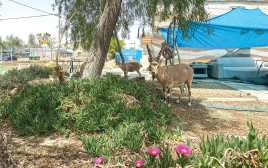 גם החיות נהנות מהגינה של נחניאל (צילום: מיטל שרעבי)