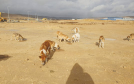 כלבים בדרום (צילום: ארכיון אגודת צער בעלי חיים בישראל)