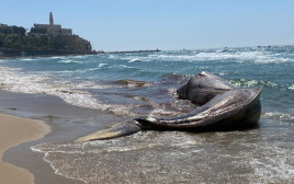 הלווייתן שנסחף לחופי יפו (צילום: אבשלום ששוני)