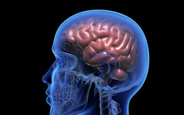 מוח האדם, אילוסטרציה (צילום: אינג'אימג')