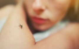 יתושים, אילוסטרציה (צילום: ingimage ASAP)