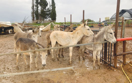 פינוי הסוסים והחמורים (צילום: משרד החקלאות ופיתוח הכפר)