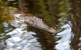 שחתה בנהר שורץ תנינים (צילום: אינג'אימג')