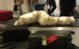נוסעים מבוהלים שהמתינו למזוודה שלהם, נחשפו לאריזה שנראית כמו גופה עטופה של אדם (צילום: צילום מסך אינסטגרם)