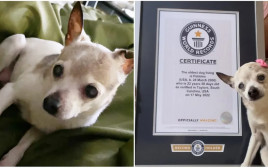 פבלס הכלבה הזקנה ביותר בעולם (צילום: Guinness World Records)