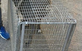 הכלב שנלקח להסגר (צילום: דוברות המשטרה)