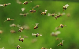 תעופה מורכבת עם מוח פשוט. דבורי דבש במעופן (צילום:  MakroBetz, Shutterstock)