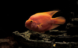 דגים בהירים, צבעוניים ובעלי גוף עגול כמו דג התוכי (צילום: אינג'אימג')