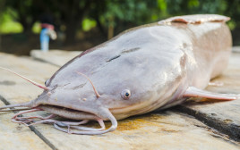 אוצר בלתי צפוי נמצא בבטנו של דג שפמנון אומלל (צילום: אינג'אימג')