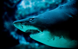כריש פרהיסטורי מפלצתי נכחד לפני מיליוני שנים (צילום: אינג'אימג')