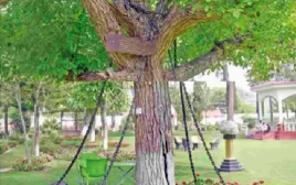 העץ ה"עצור" בפקיסטן (צילום: צילום מסך טיקטוק)